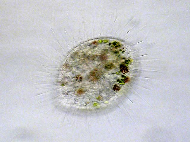 Stefansbachtal Gevelsberg Leben im Teich Einzeller (Protista